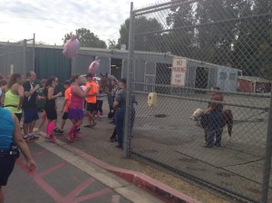 Makeshift petting zoo